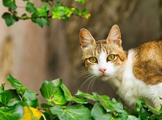 chat nature